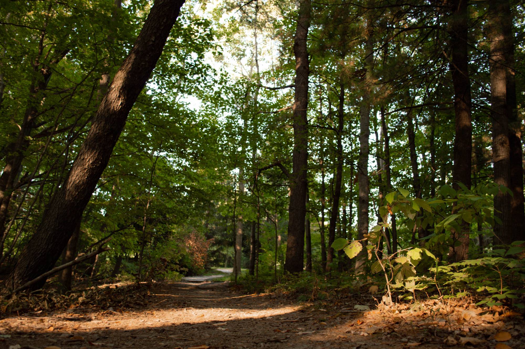 GVSU Arboretum